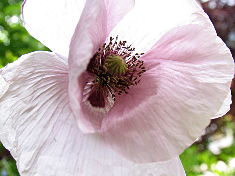 Papaver rhoeas / Papavero comune